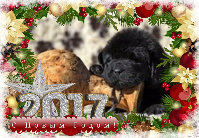 Фотография № 218699