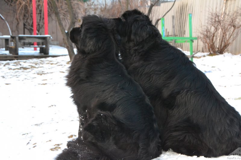 Фото: ньюфаундленд Талисман Моря Мишель, ньюфаундленд I'm Little Princess Midnight Bear