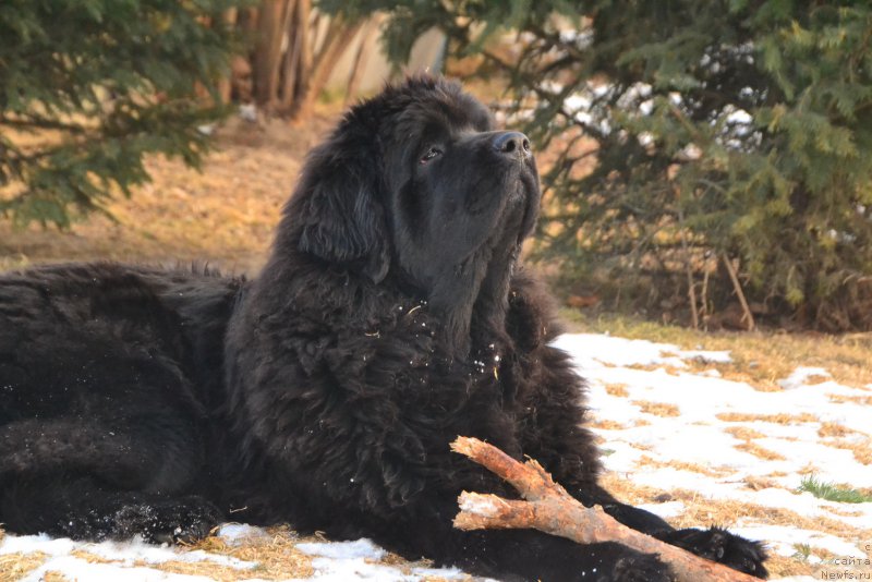 Фото: ньюфаундленд Талисман Моря Ла-Валетта