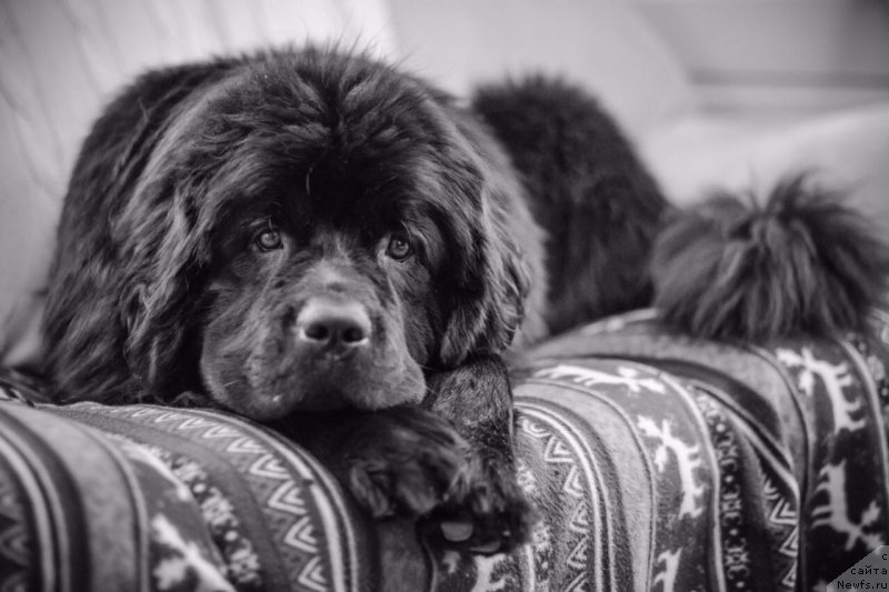 Фотография № 218719