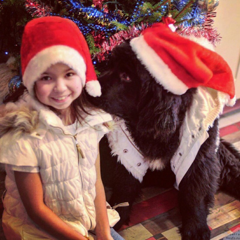 Фото: ньюфаундленд Черная Мафия Биг Банг Тхеору (Chernaya Mafia Big Bang Theory)