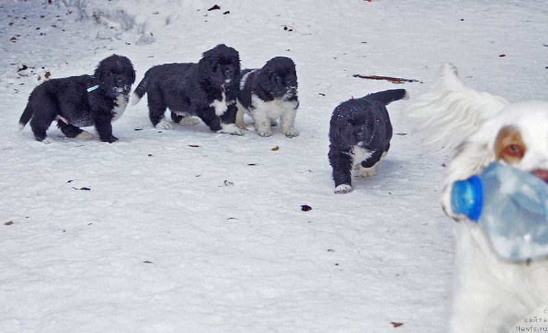 Фотография № 218722