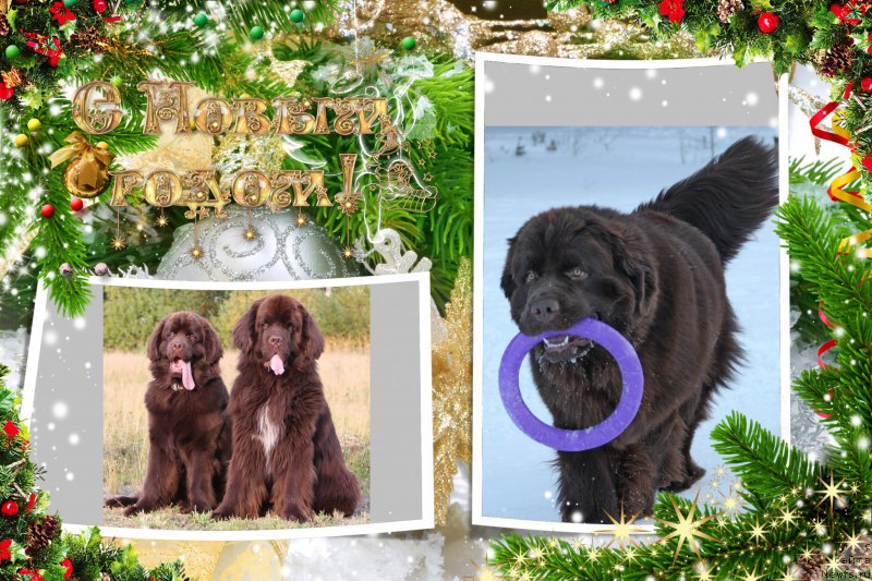 Фотография № 218723