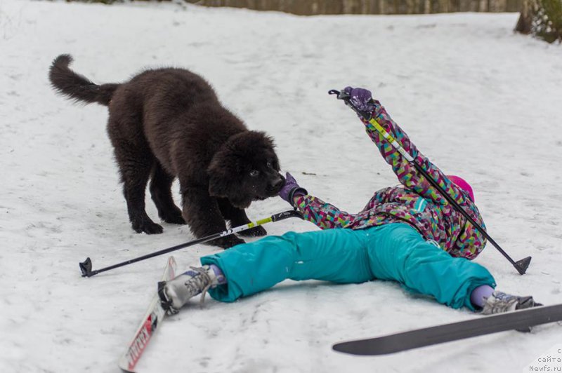 Фото: ньюфаундленд Черная Мафия Балл оф Фире (Chernaya Mafia Ball of Fire)