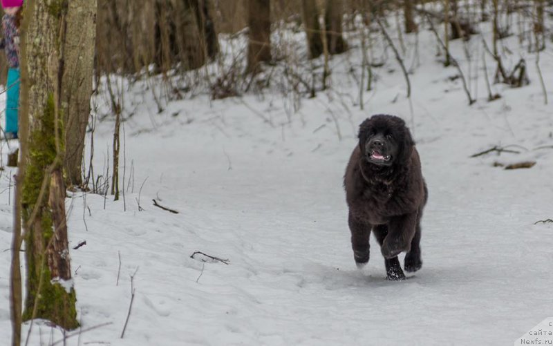 Фотография № 218733