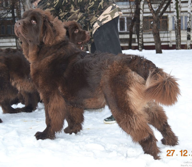 Фото: ньюфаундленд Хакку Шоколадный Медведь (Hakku Shokoladnyy Medved)