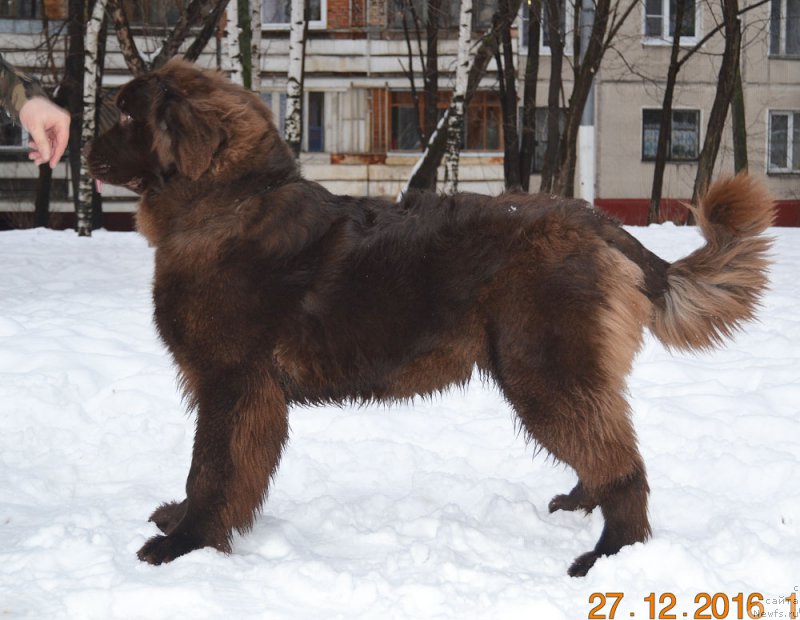 Фото: ньюфаундленд Хакку Шоколадный Медведь (Hakku Shokoladnyy Medved)