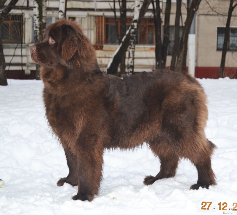 Фото: ньюфаундленд Хризалита Роза Леди