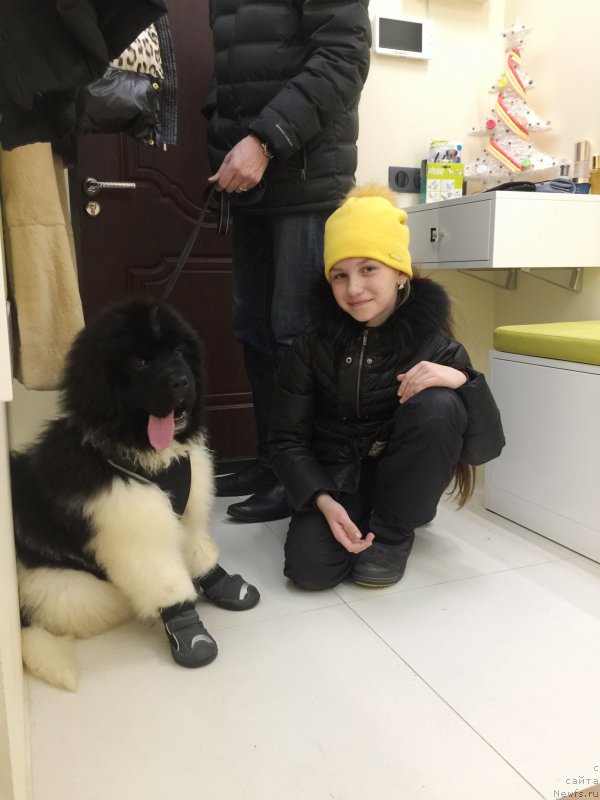 Фото: ньюфаундленд Водолей от Карельских Медведей