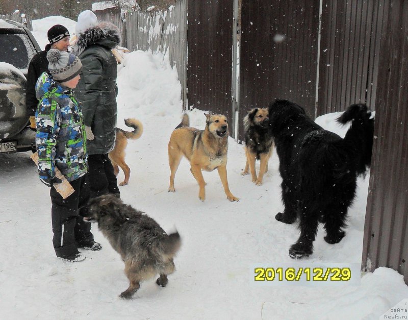 Фото: ньюфаундленд Супер Бизон Норберто