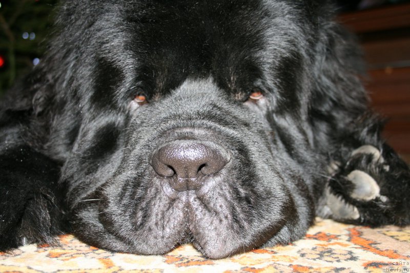 Фотография № 218748