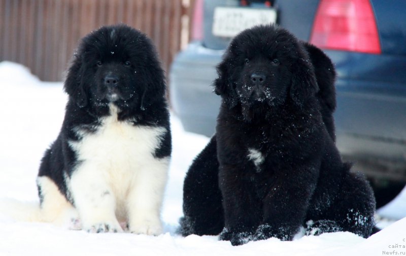 Фото: ньюфаундленд Аквиан Сонг Торнадо, ньюфаундленд Аквиан Сонг Тайфун