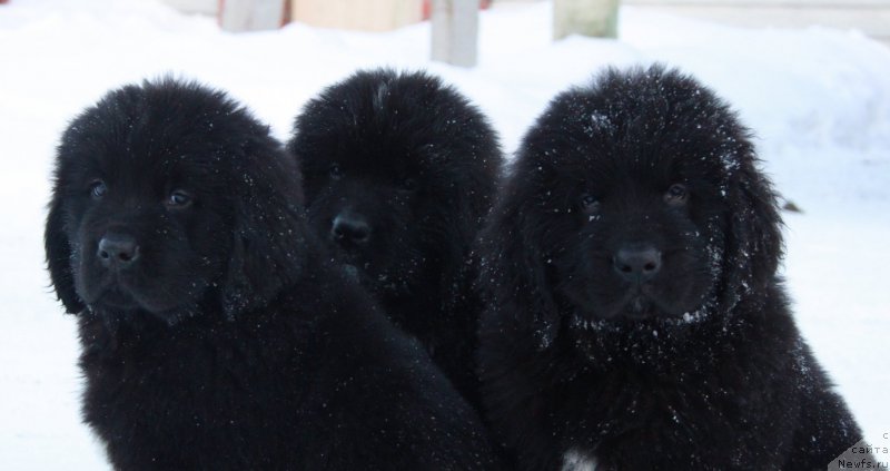Фото: ньюфаундленд Аквиан Сонг Текила Голд (Akvian Song Tequila Gold), ньюфаундленд Аквиан Сонг Торнадо, ньюфаундленд Аквиан Сонг Тайфун