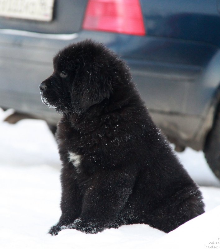 Фото: ньюфаундленд Аквиан Сонг Торнадо