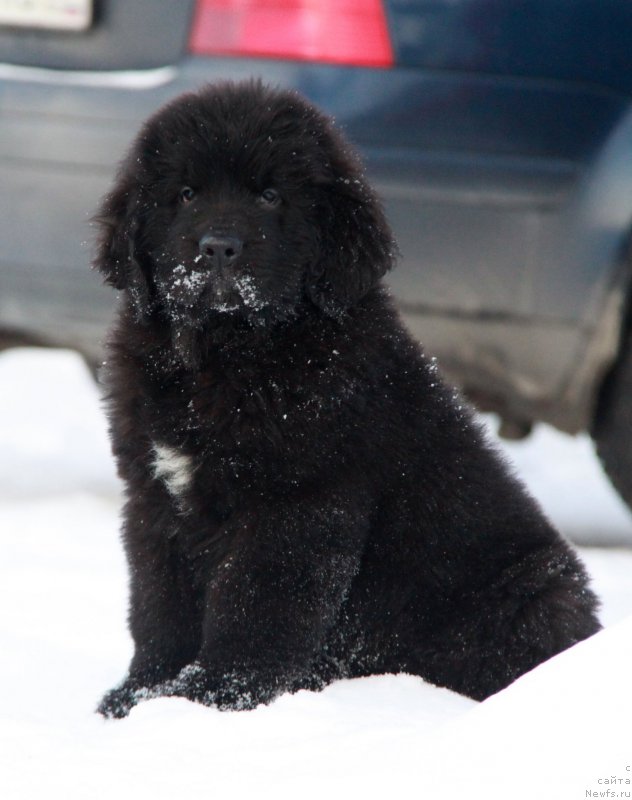 Фото: ньюфаундленд Аквиан Сонг Торнадо