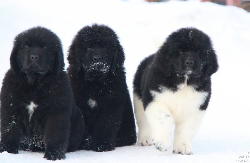 Фото: ньюфаундленд Аквиан Сонг Текила Голд (Akvian Song Tequila Gold), ньюфаундленд Аквиан Сонг Торнадо, ньюфаундленд Аквиан Сонг Тайфун