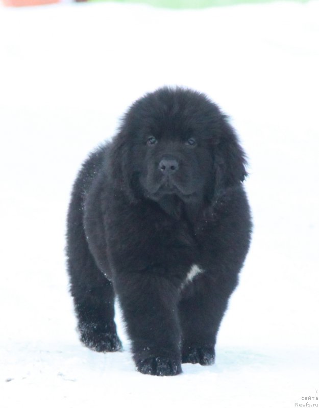 Фото: ньюфаундленд Аквиан Сонг Текила Голд (Akvian Song Tequila Gold)