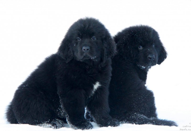 Фото: ньюфаундленд Аквиан Сонг Текила Голд (Akvian Song Tequila Gold), ньюфаундленд Аквиан Сонг Торнадо