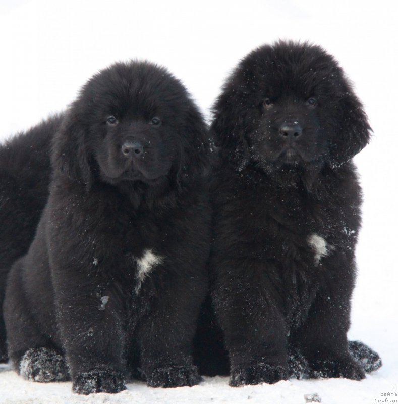 Фото: ньюфаундленд Аквиан Сонг Текила Голд (Akvian Song Tequila Gold), ньюфаундленд Аквиан Сонг Торнадо