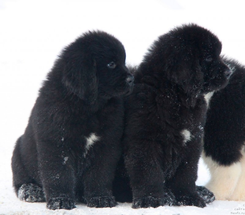 Фото: ньюфаундленд Аквиан Сонг Текила Голд (Akvian Song Tequila Gold), ньюфаундленд Аквиан Сонг Торнадо