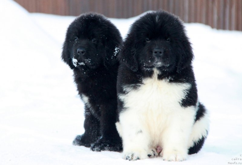 Фото: ньюфаундленд Аквиан Сонг Текила Голд (Akvian Song Tequila Gold), ньюфаундленд Аквиан Сонг Тайфун