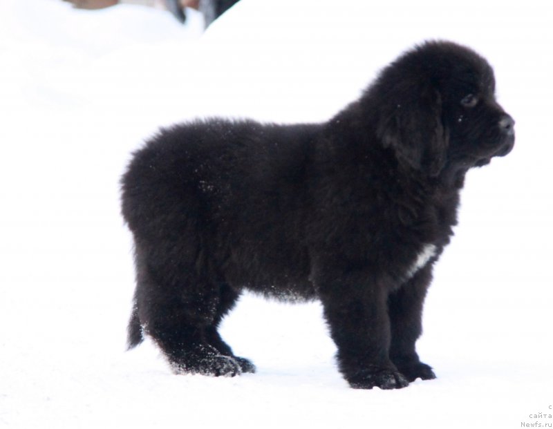 Фото: ньюфаундленд Аквиан Сонг Текила Голд (Akvian Song Tequila Gold)