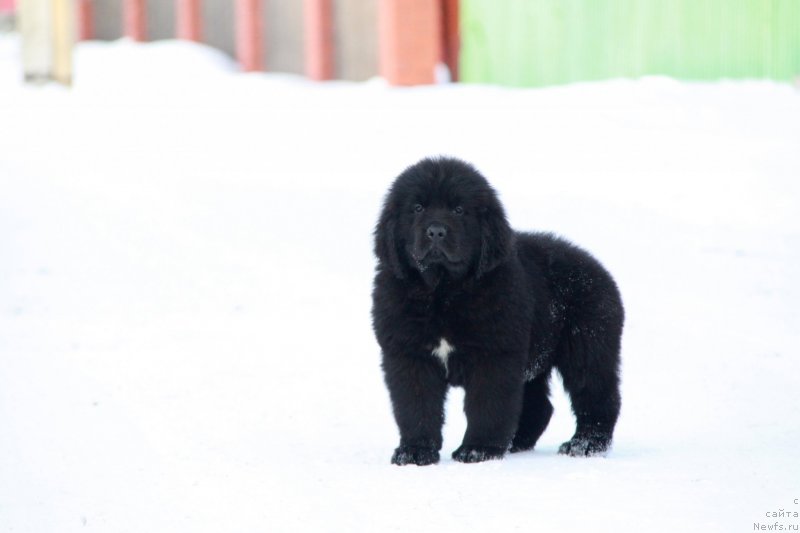 Фото: ньюфаундленд Аквиан Сонг Текила Голд (Akvian Song Tequila Gold)