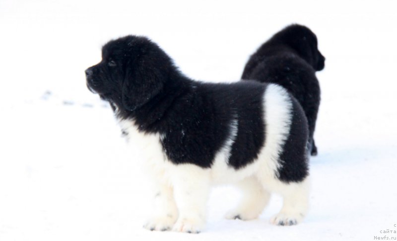 Фото: Щенки Аквиан Сонг Фунтик