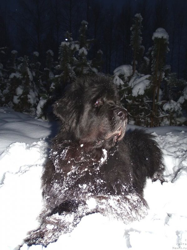 Фото: ньюфаундленд Акин Соул София