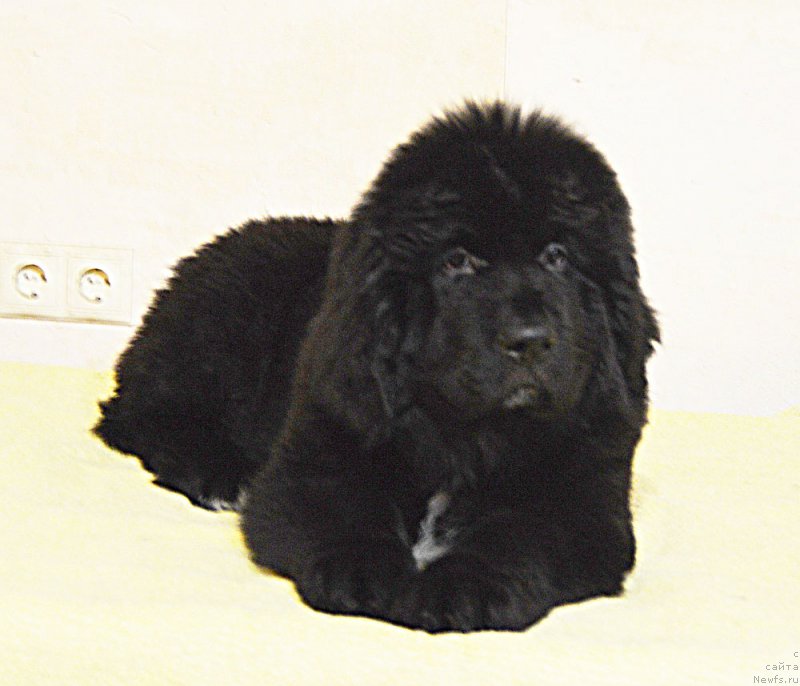 Фотография № 218769