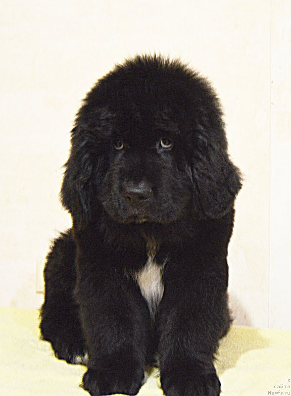 Фотография № 218770