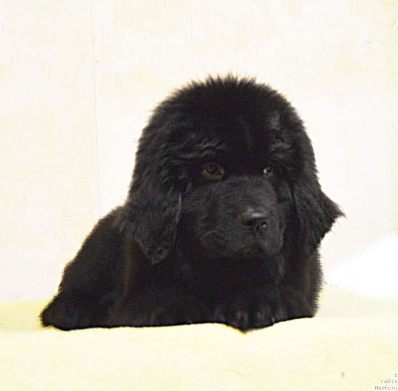 Фотография № 218771