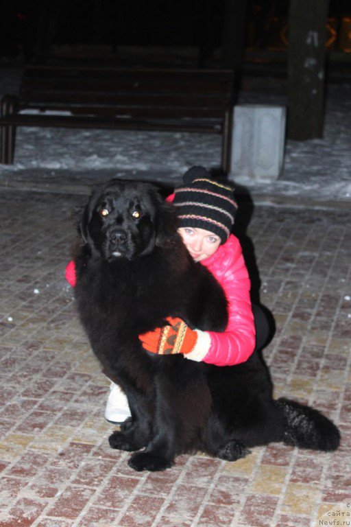 Фото: ньюфаундленд Зимняя Вишня с Берега Дона (Zimnyaya Vishnya s Berega Dona)
