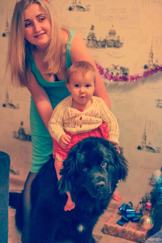 Фото: ньюфаундленд Браунблад МСК Берта Ленора