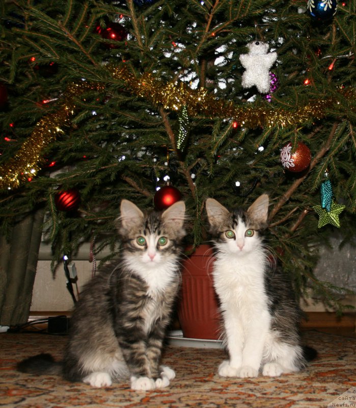 Фотография № 218778