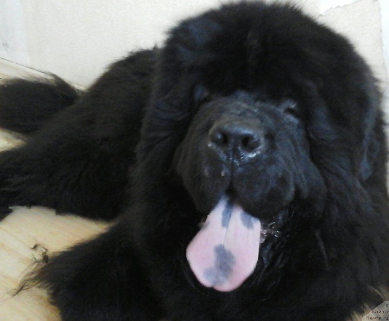 Фотография № 218795