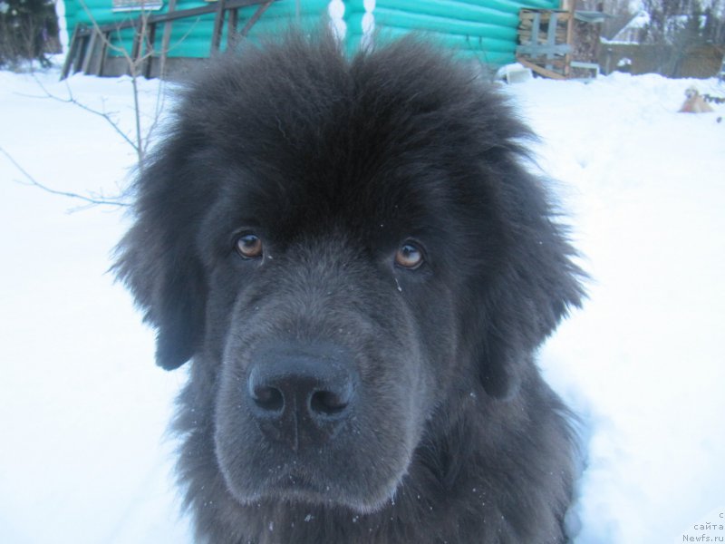 Фото: ньюфаундленд Мелти Вейв Марин Тифея (Melty Wave Marine Tifeya)