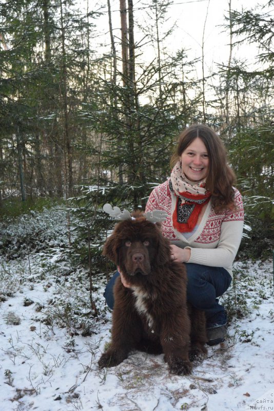 Фото: Екатерина Бабаджанянц, ньюфаундленд Браунблад МСК Абрамс-Стронг (Brownblood MSK Abrams-Strong)