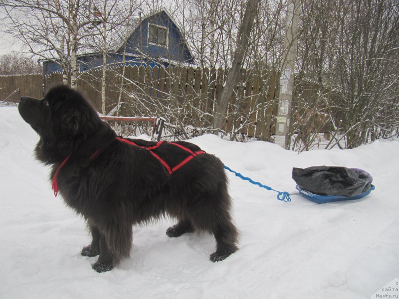 Фото: ньюфаундленд Мелти Вейв Марин Тифея (Melty Wave Marine Tifeya)