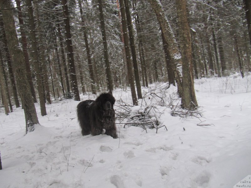 Фото: ньюфаундленд Дюрбахлер Клаб Альфаретта Виньетта