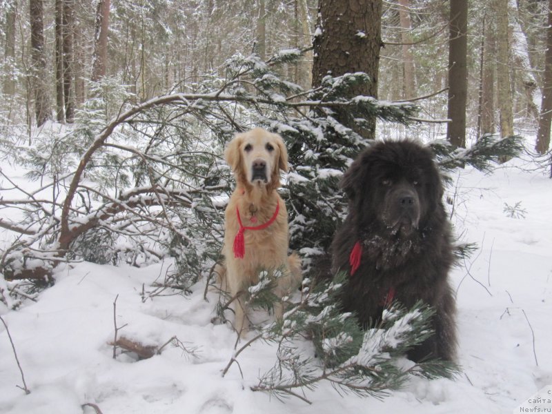 Фото: Лиса, ньюфаундленд Мелти Вейв Марин Тифея (Melty Wave Marine Tifeya)