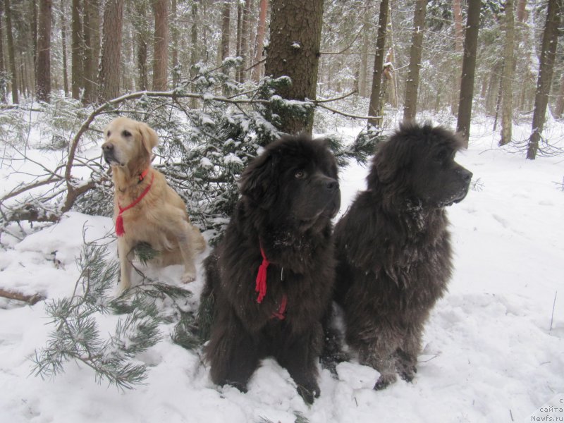 Фото: Лиса, ньюфаундленд Мелти Вейв Марин Тифея (Melty Wave Marine Tifeya), ньюфаундленд Дюрбахлер Клаб Альфаретта Виньетта