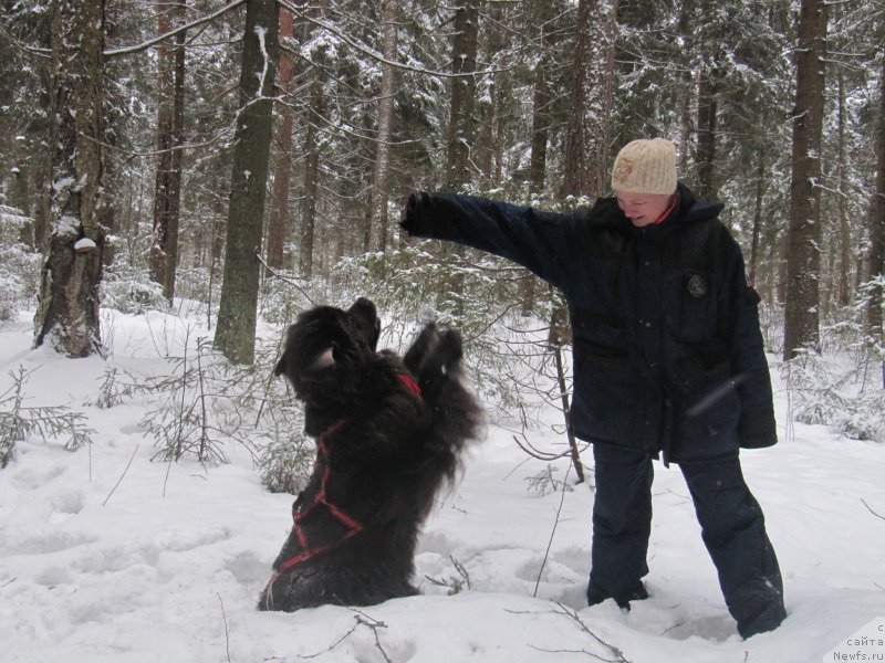 Фото: ньюфаундленд Мелти Вейв Марин Тифея (Melty Wave Marine Tifeya), Анна Петрушкина