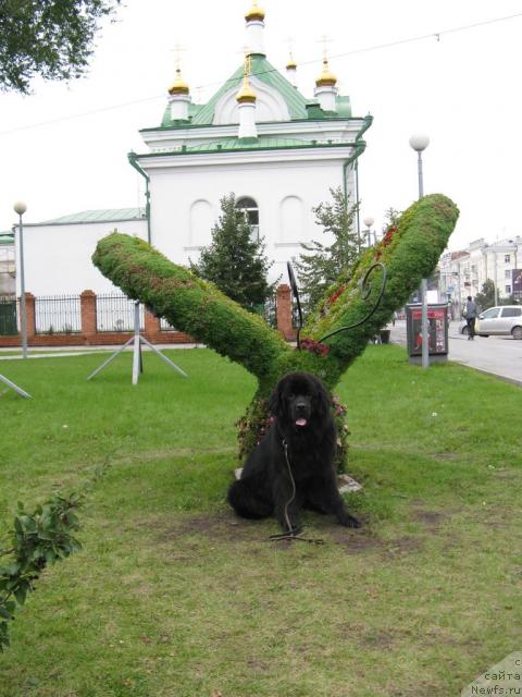 Фото: ньюфаундленд Фентази (Fantasy)