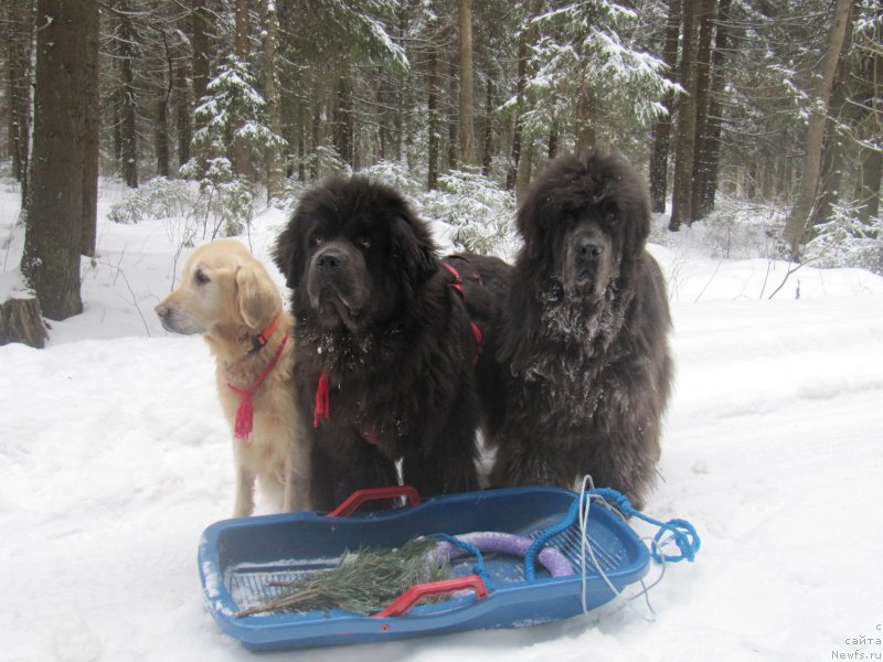 Фотография № 218831