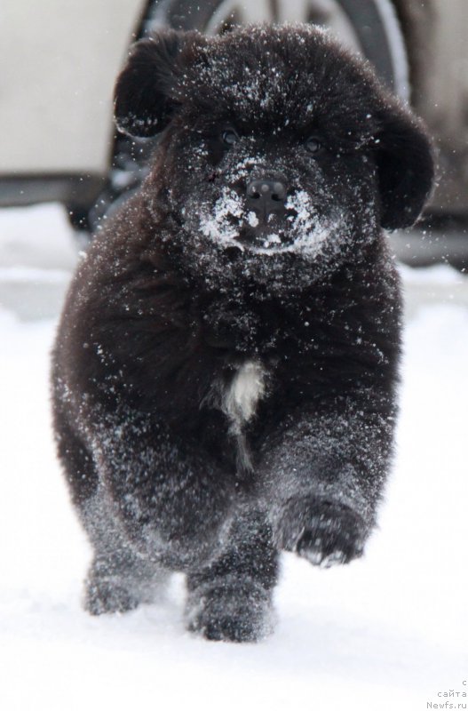 Фото: Щенки Аквиан Сонг