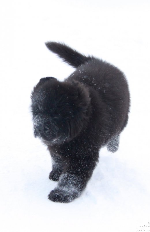 Фото: щенки Аквиан Сонг