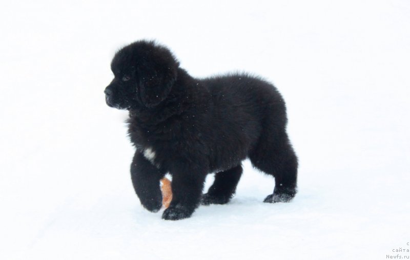 Фото: Щенки Аквиан Сонг.