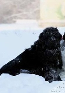 Фото: ньюфаундленд Ньюфорт Жорджия