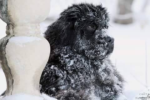 Фото: ньюфаундленд Ньюфорт Жорджия